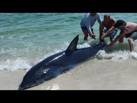 Beachgoers put shark back into water