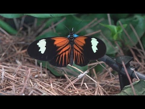 Audubon insectarium and aquarium to reopen on Thursday