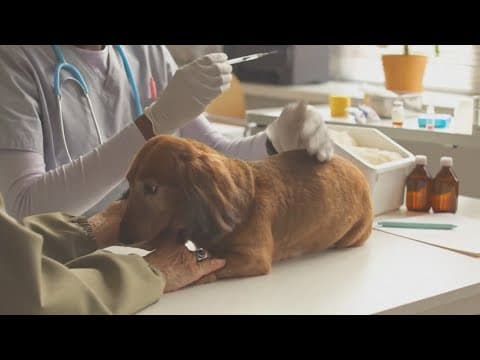 New CDC rules could impact international travel with dogs