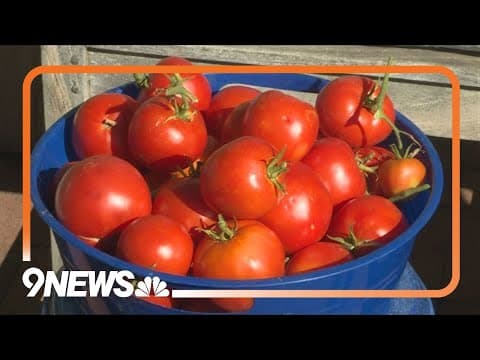 Here's what to plant in your early fall garden