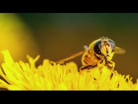 Fairfax Beekeepers share the story behind their local honey
