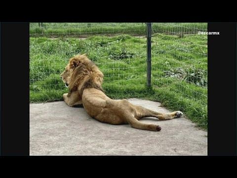 San Diego animal sanctuary helping save exotic animals in Mexico