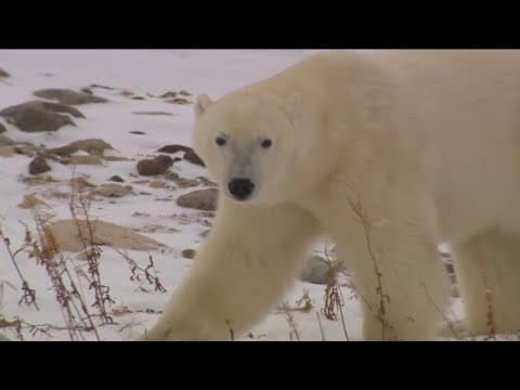 Polar bear cameras in the Arctic reveal 'denning' behavior