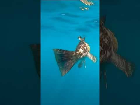 Off the coast of Southern California, DDT still found in fish 50 years after its ban