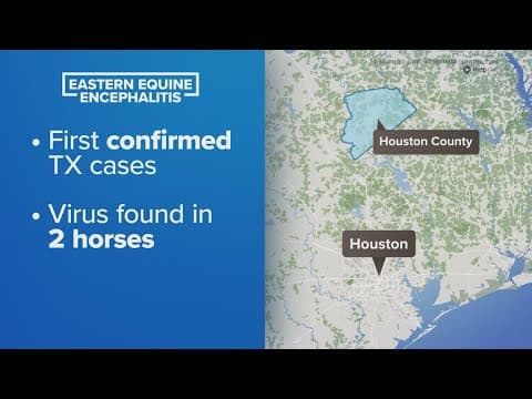 Deadly mosquito-borne illness found in 2 Texas horses