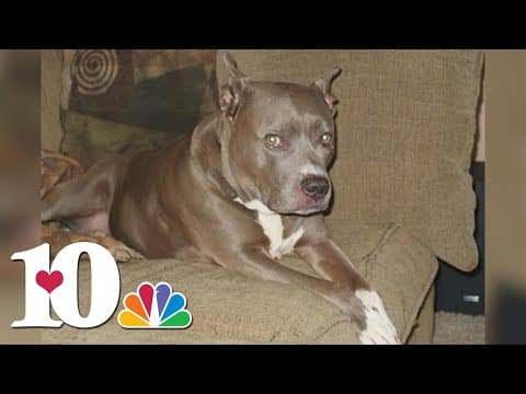 It's National Puppy Day!