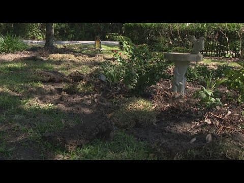 Feral hogs keep digging up yards in this Texas neighborhood