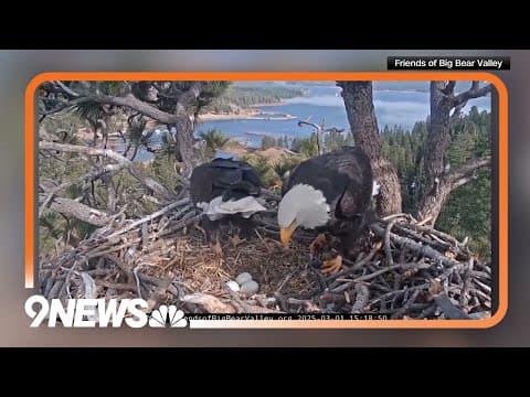 Celebrity Eagles Become Parents: Two Eggs Hatched in Nest