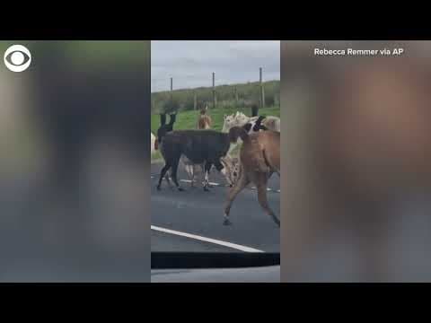 Llamas and alpacas stop traffic in England