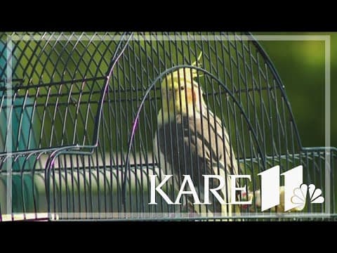 Missing cockatiel found 23 miles from home