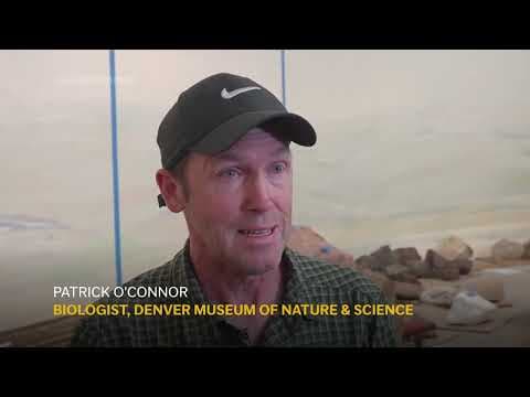 Dinosaur fossil found buried deep beneath museum parking lot