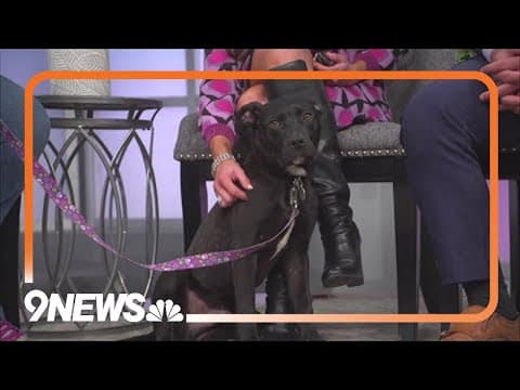 Petline9 | 6-month-old puppy looking for forever home