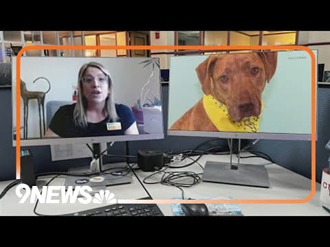 NOCO Humane reminds pet parents to keep their animals safe during Fourth of July fireworks