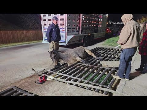 Trapped horse rescued by North Texas firefighters