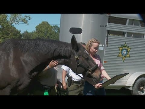 Orleans Parish Sheriff's Office celebrates retirement of beloved horse in New Orleans