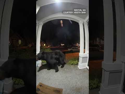 Ring camera captures bear investigating Renton resident's porch