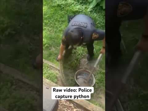 Raw video: Police capture python #animals #snake #python #neworleans