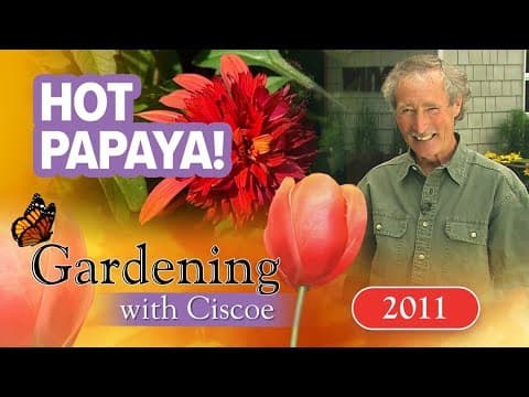 Hot papaya brightens up a summer garden | Gardening with Ciscoe | Full episode