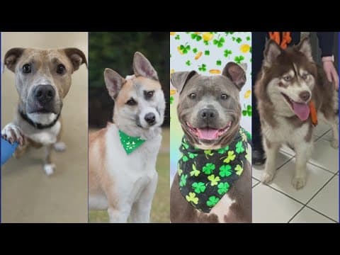 Montgomery County dogs hope for a lucky St. Patrick's Day adoption