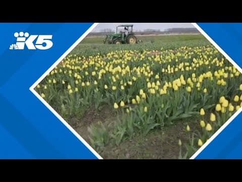 Skagit Valley Tulip Festival tiptoeing through Trump's trade war