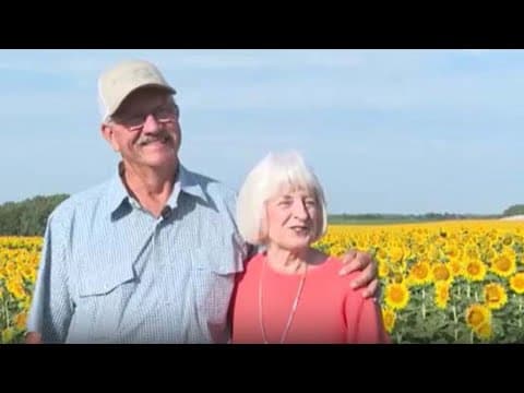 Sunflower surprise: Farmer gives wife 80 acres of sunflowers for 50th anniversary