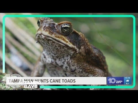 Man shoots over 100 toxic toads in Lutz community