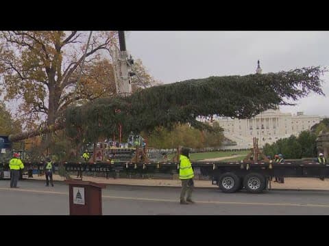 US Capitol Christmas tree, an 80-foot Sitka Spruce, arrives in DC
