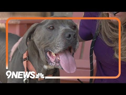 Denver shelter sees increase in 'severely emaciated dogs'