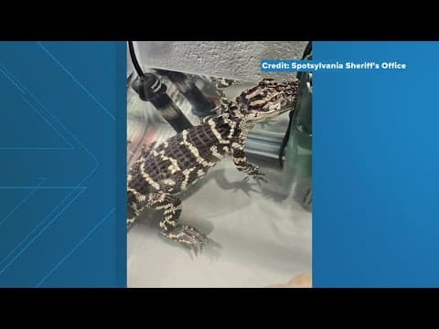 Animal Control confiscates baby alligator in Spotsylvania, Virginia home