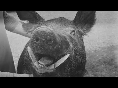 Hunters and TWRA grapple with wild hog crisis in East Tennessee