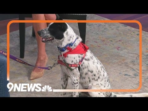 Marvelous Max: A 9-month-old cattle dog mix with a big personality