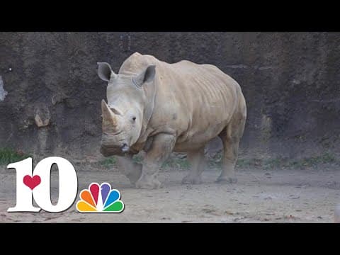 Zoo Knoxville mourns death of white rhino