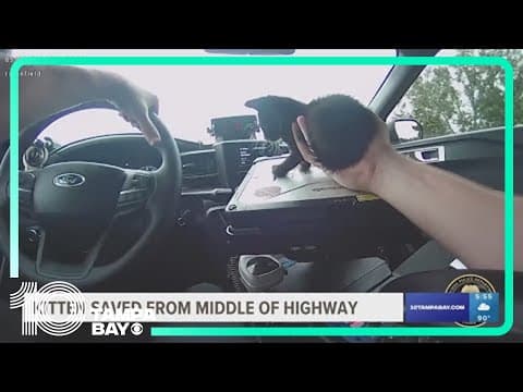 Florida deputy rescues kitten from highway