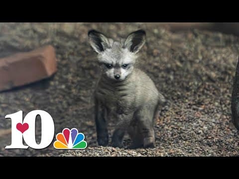 Zoo Knoxville announces the birth of Ziggy the bat-eared fox