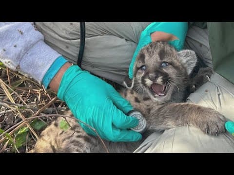 PHOTOS: Florida welcomes 3 new, adorable panther kittens