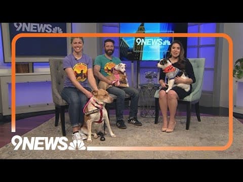 Petline9: Pumpkin and the gang are ready for their forever homes