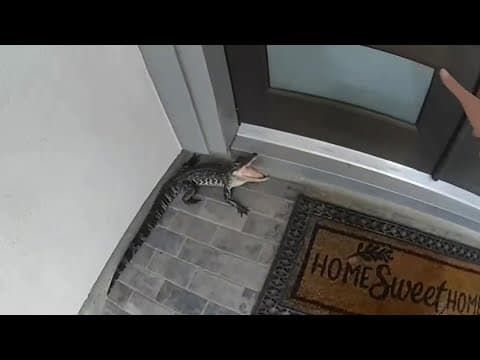 Fulshear officer captures gator with his own two hands