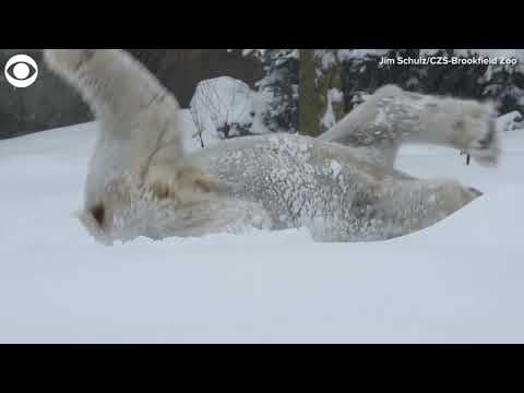 Polar bear rolls around in snow at zoo in Illinois