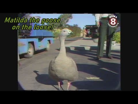 SeaWorld San Diego's Matilda the goose--on the loose--1976