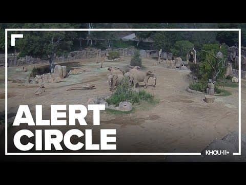 Watch: Elephants at San Diego zoo huddle to protect calves during earthquake