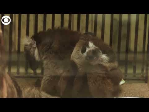 Twin baby black lemurs born at zoo in Poland
