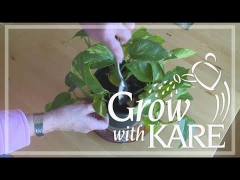 Grow with KARE: Coffee and your plants!