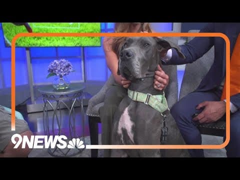 This gentle giant is ready to find her forever family