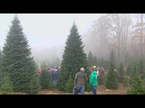 White House chooses tree from North Carolina Christmas tree farm stranded by Helene | Get Uplifted
