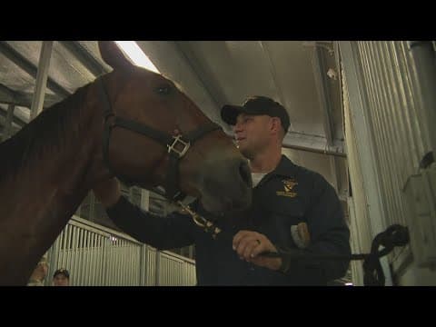 Horses prepare for Army birthday parade in DC