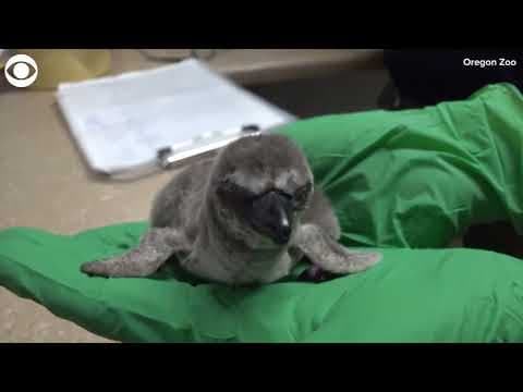 New Humboldt penguin chick hatches at Oregon Zoo
