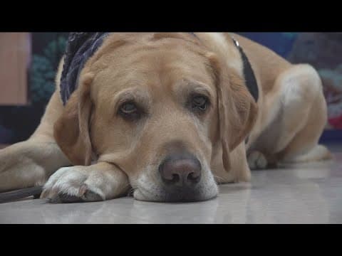 Full-time canine therapy is needed at Rady Children's Chadwick Center for children and families