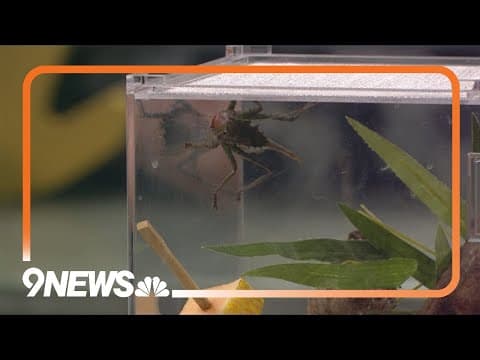 Sunrise Safari: Dragon-headed katydid