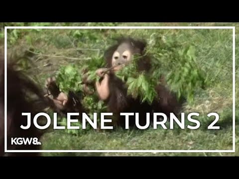 Oregon Zoo's youngest orangutan turns 2