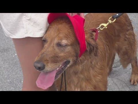 Dog Daze hosts competitions for dogs this weekend